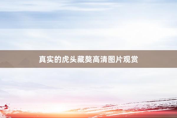 真实的虎头藏獒高清图片观赏